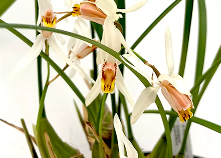 Coelogyne huettneriana