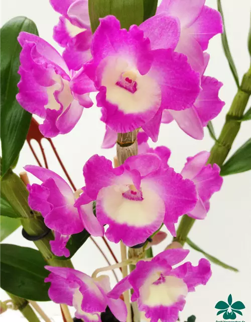 Dendrobium nobile rosa - weiß