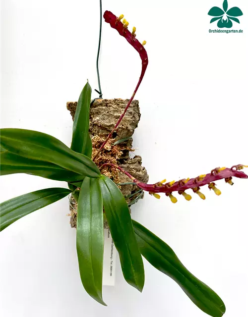 Bulbophyllum falcatum