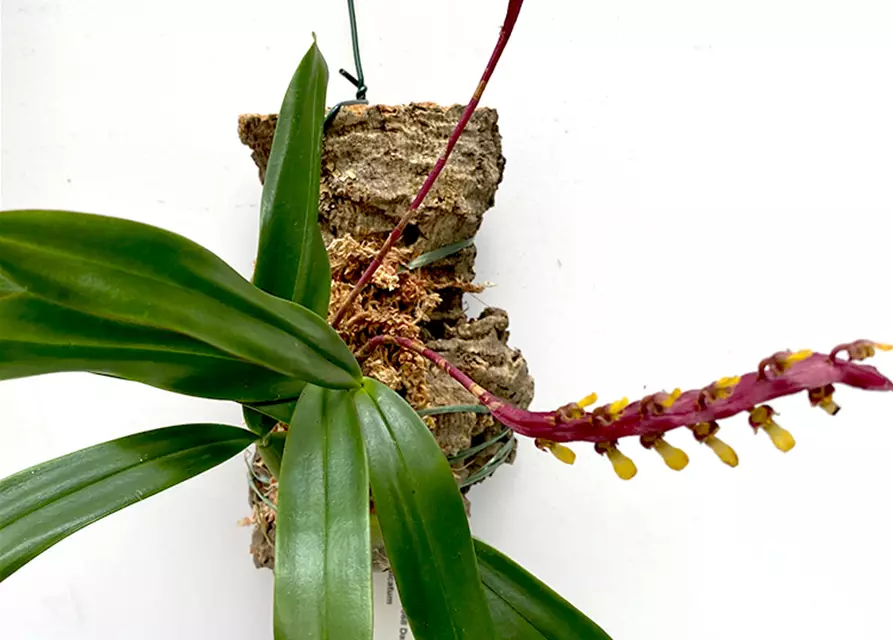 Bulbophyllum falcatum