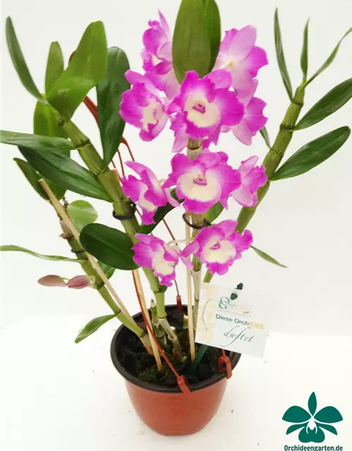 Dendrobium nobile rosa - weiß