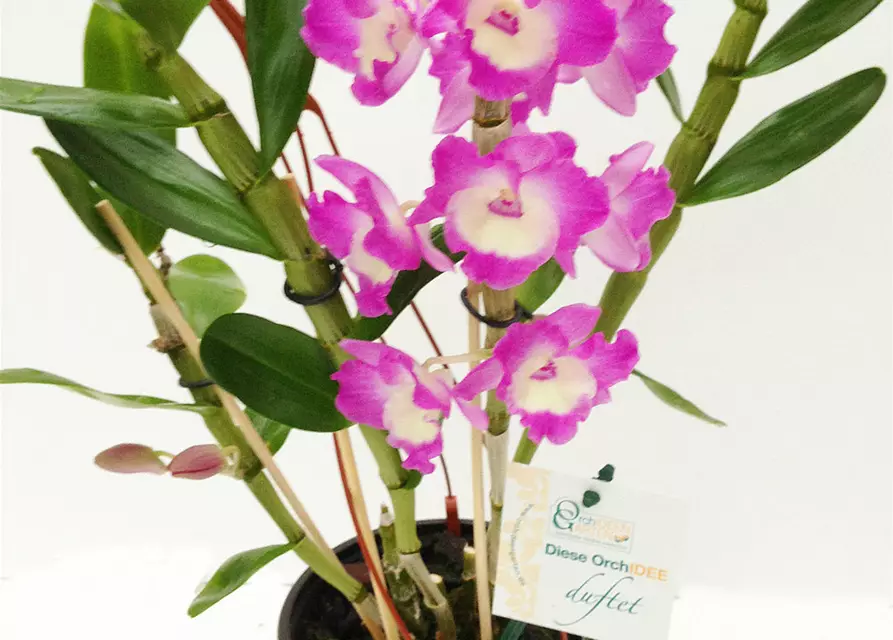 Dendrobium nobile rosa - weiß