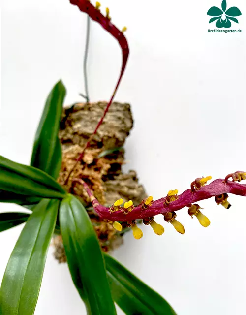 Bulbophyllum falcatum