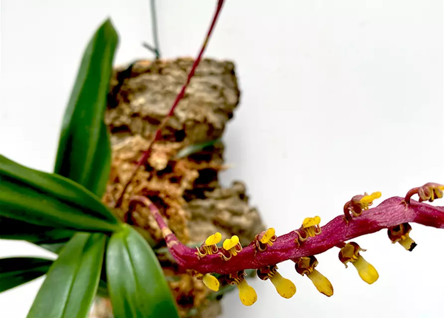 Bulbophyllum falcatum