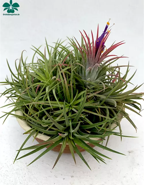 Tillandsia ionantha