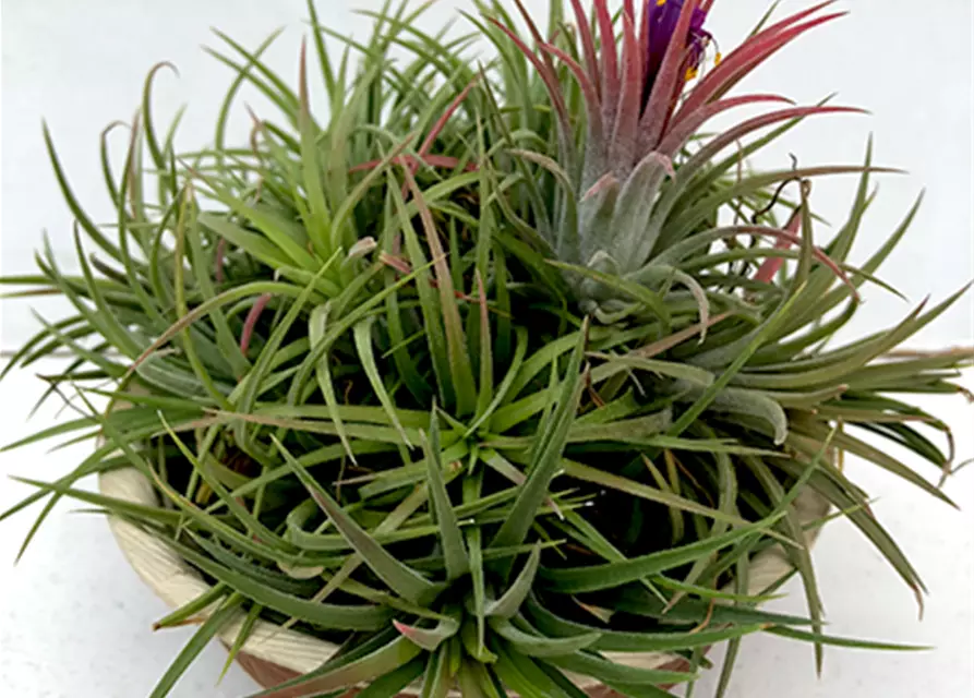 Tillandsia ionantha