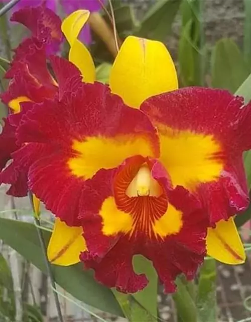 Rlc. Lei Ching Te - Yellow Red Splashes