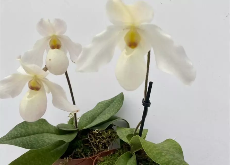 Paphiopedilum Deperle 