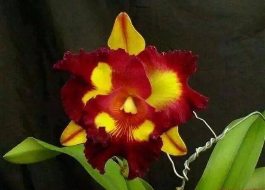 Rlc. Lei Ching Te - Yellow Red Splashes