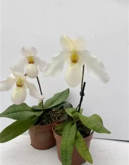 Paphiopedilum Deperle 