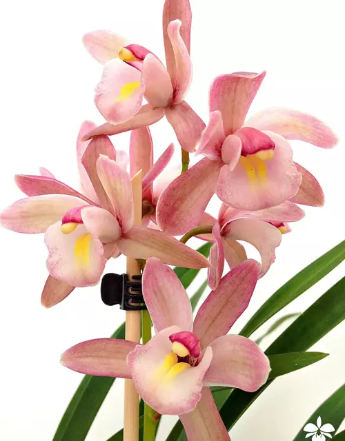 Cymbidium Hybride 'Siam'