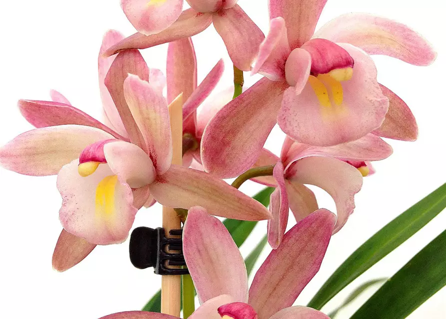 Cymbidium Hybride 'Siam'