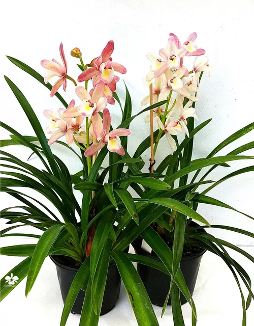 Cymbidium Hybride 'Siam'