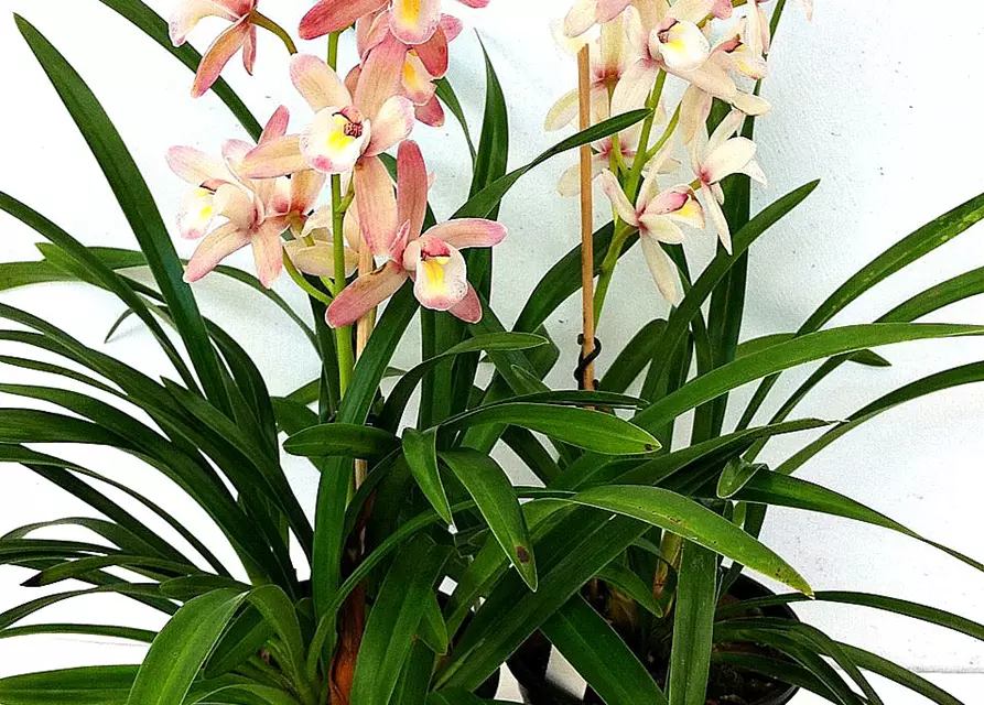 Cymbidium Hybride 'Siam'