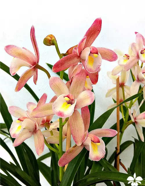 Cymbidium Hybride 'Siam'