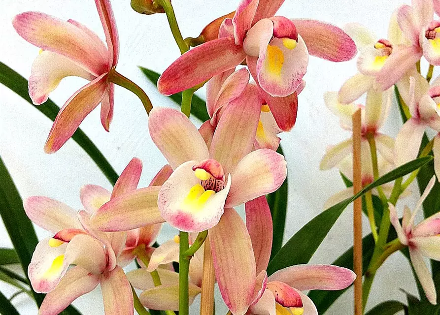 Cymbidium Hybride 'Siam'