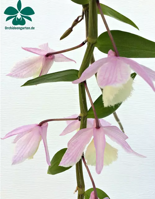 Dendrobium aphyllum (pieradii)