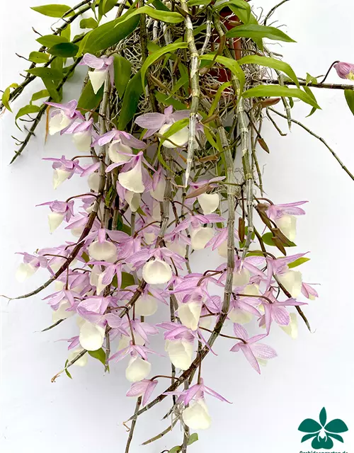 Dendrobium aphyllum (pieradii)