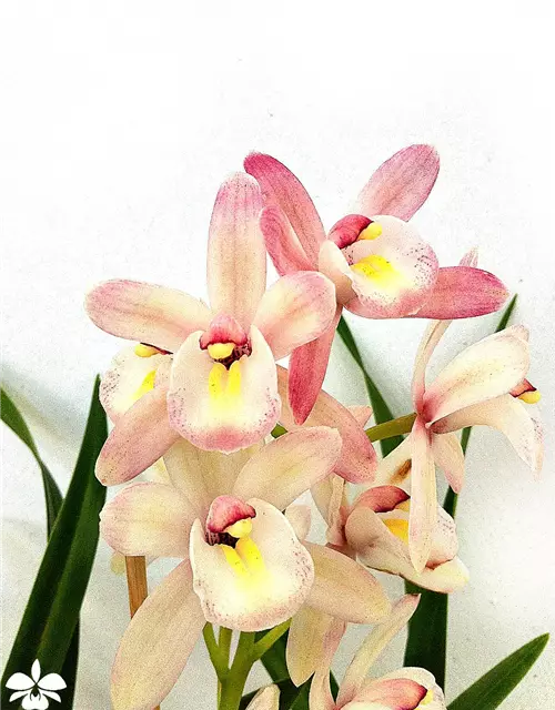 Cymbidium Hybride 'Siam'