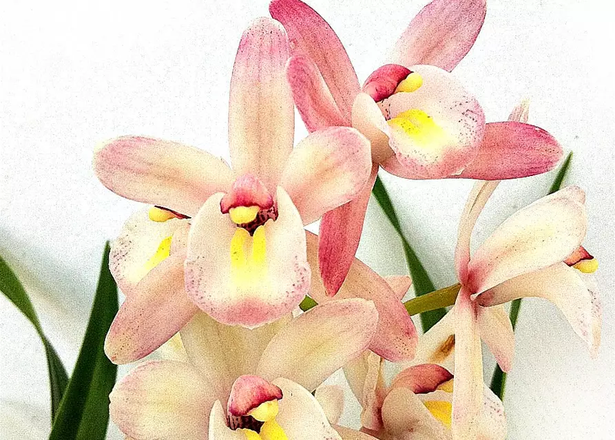 Cymbidium Hybride 'Siam'