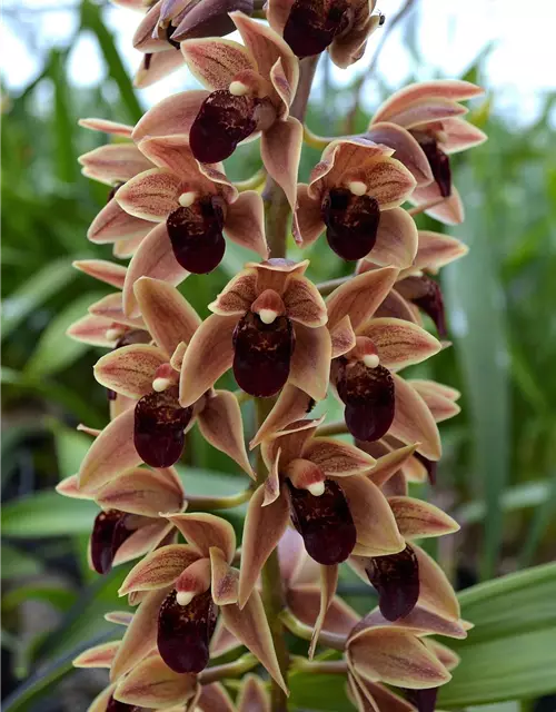 Cymbidium Arthur Meddellin Padilla