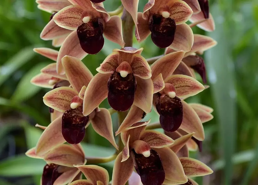 Cymbidium Arthur Meddellin Padilla