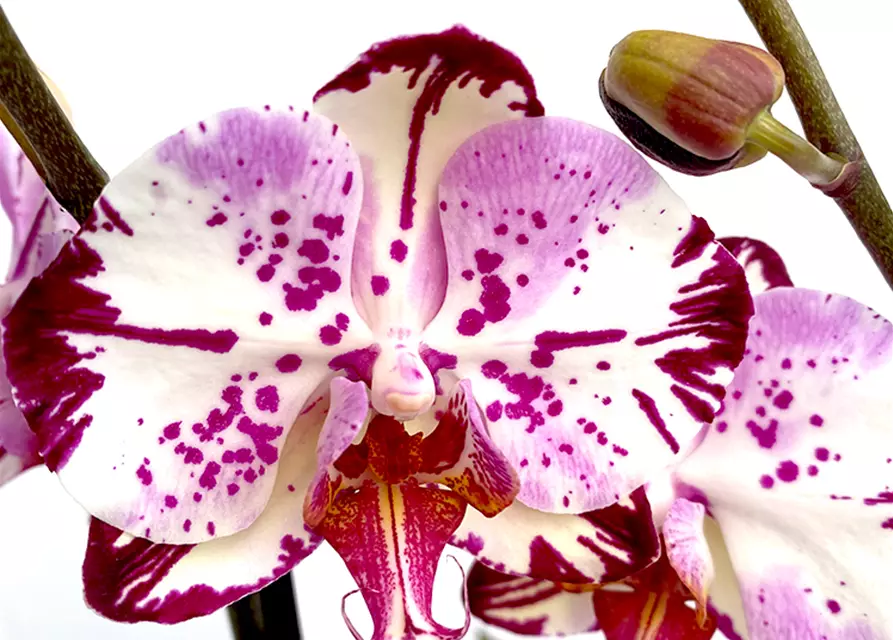 Phalaenopsis Magic Art