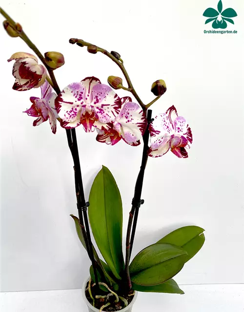 Phalaenopsis Magic Art