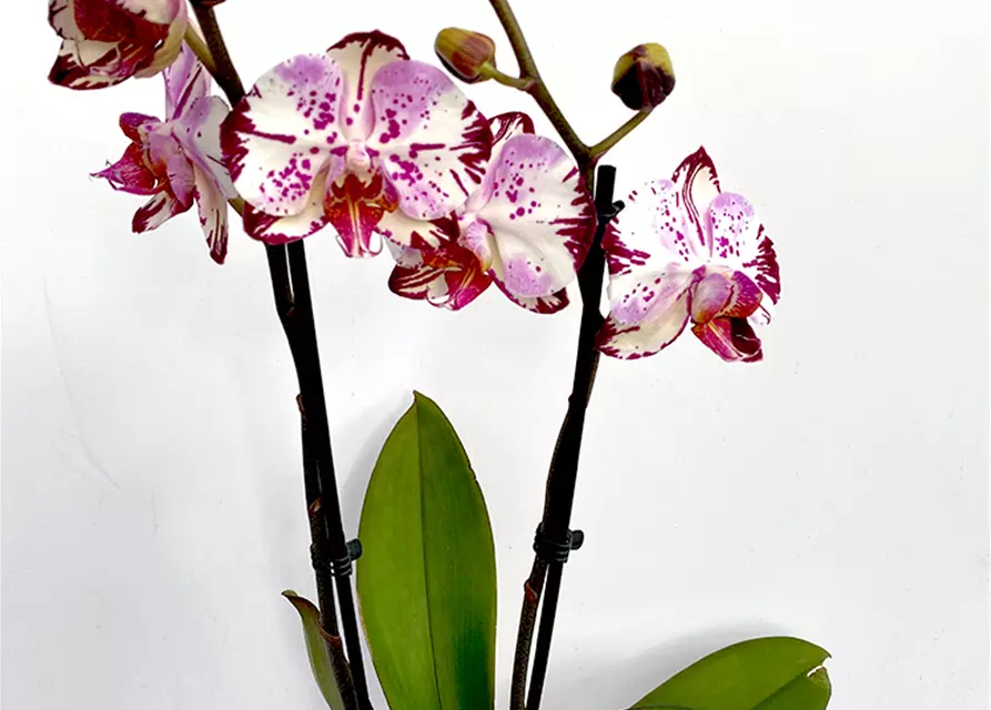 Phalaenopsis Magic Art