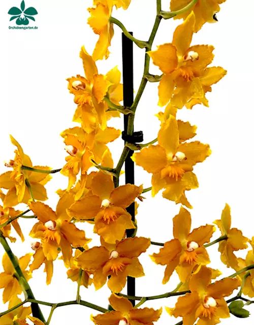 Oncidium Buttercup