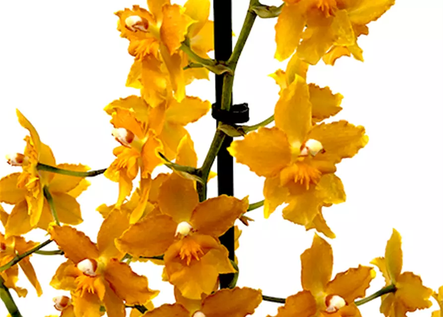 Oncidium Buttercup