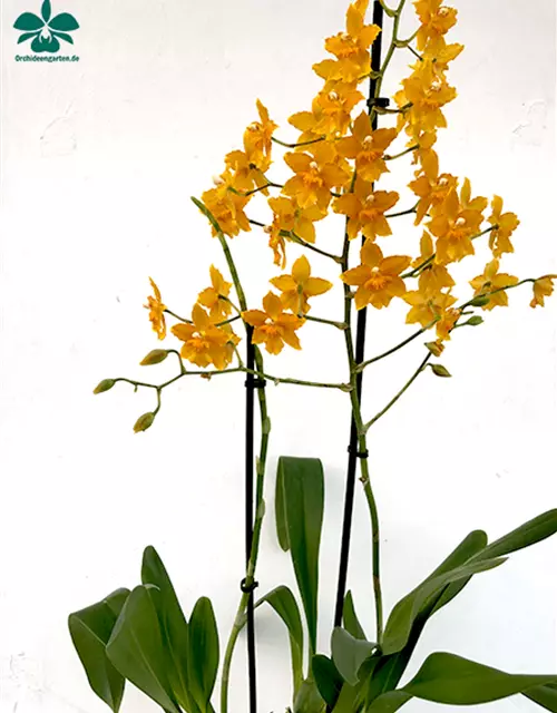 Oncidium Buttercup