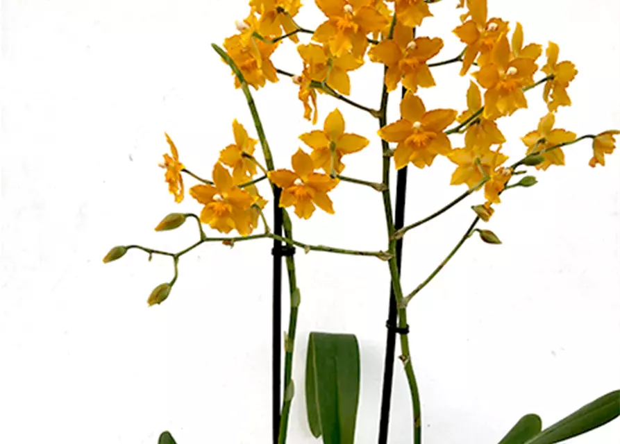 Oncidium Buttercup