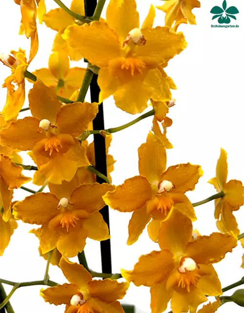 Oncidium Buttercup