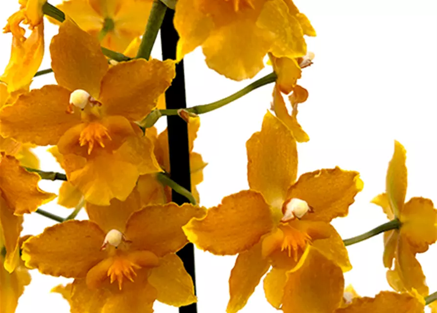 Oncidium Buttercup