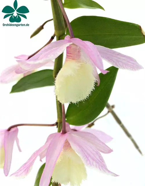 Dendrobium aphyllum (pieradii)