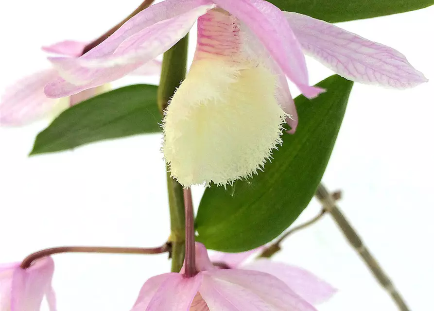 Dendrobium aphyllum (pieradii)