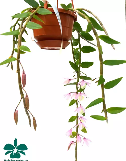 Dendrobium aphyllum (pieradii)