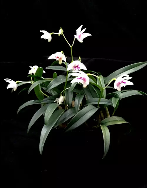 Dendrobium kingianum alba weiß mit roter Lippe (17 cm Topf)