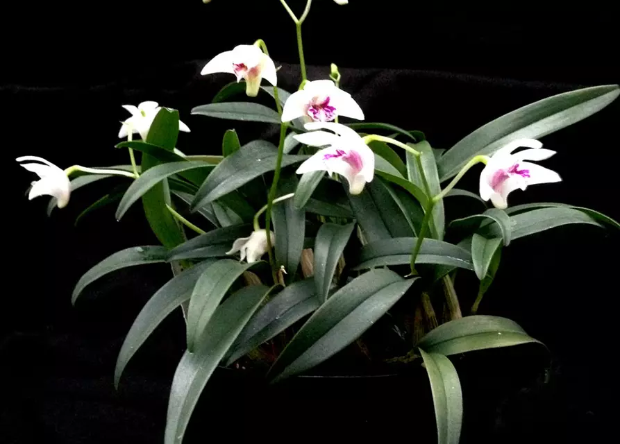 Dendrobium kingianum alba weiß mit roter Lippe (17 cm Topf)