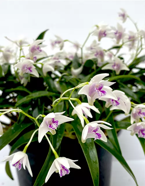 Dendrobium kingianum alba weiß mit roter Lippe (17 cm Topf)