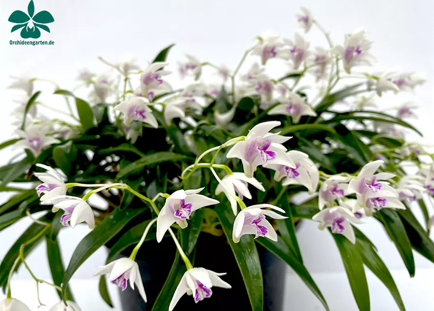 Dendrobium kingianum alba weiß mit roter Lippe (17 cm Topf)