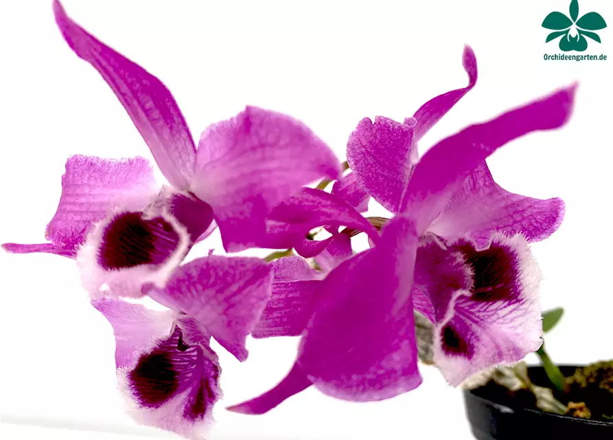 Dendrobium parishii