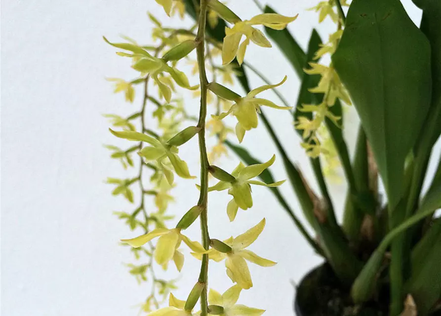 Dendrochillum glumaceum