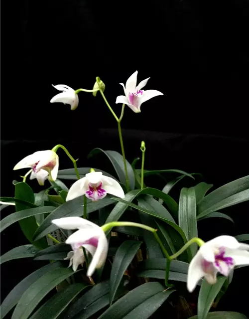 Dendrobium kingianum alba weiß mit roter Lippe (17 cm Topf)