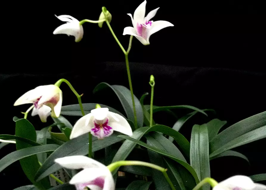 Dendrobium kingianum alba weiß mit roter Lippe (17 cm Topf)