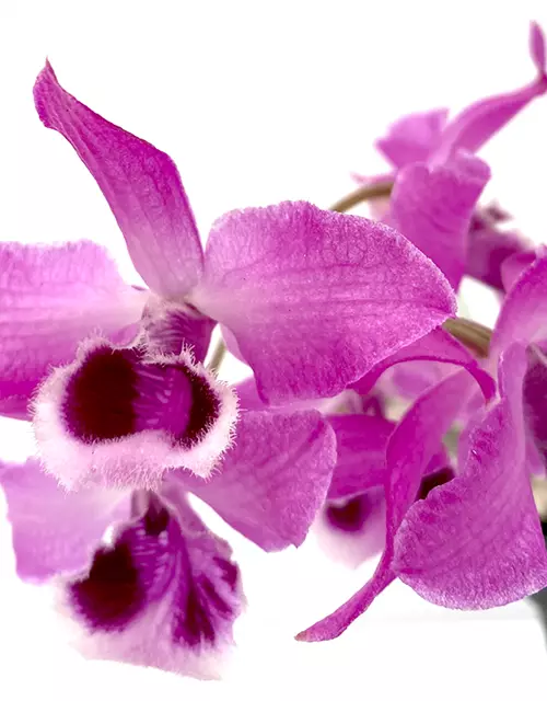 Dendrobium parishii