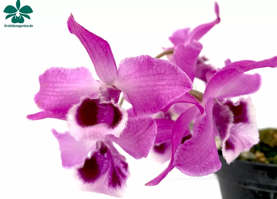 Dendrobium parishii