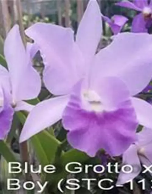 Rth. Boy´s Grotto x Blue Boy