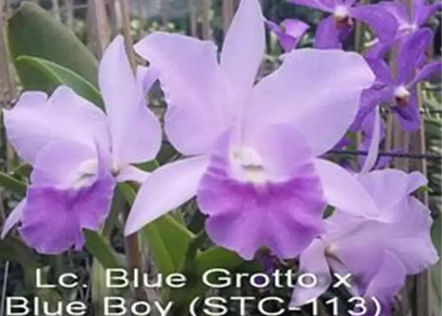 Rth. Boy´s Grotto x Blue Boy